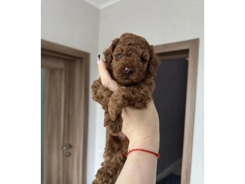 Harika poodle köpeği