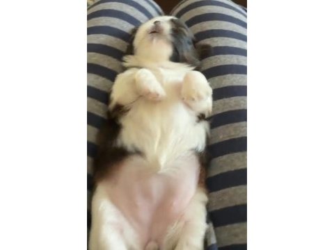 45 günlük shih tzu yavrular