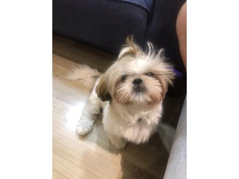 Dişi shih-tzu (şitsu) liya