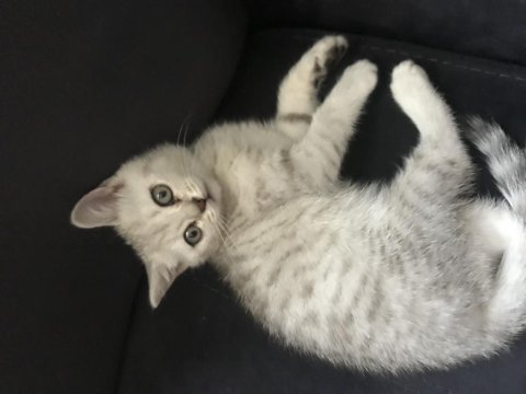 British shorthair 65 günlük yavru