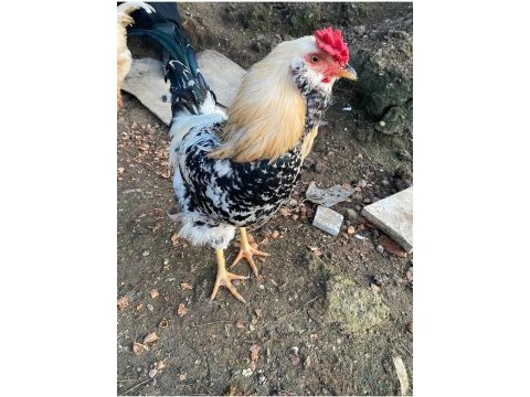 Sahibinden 8 aylık genç horozlar insanlara alışık