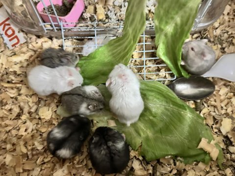 Hamster ataşehir