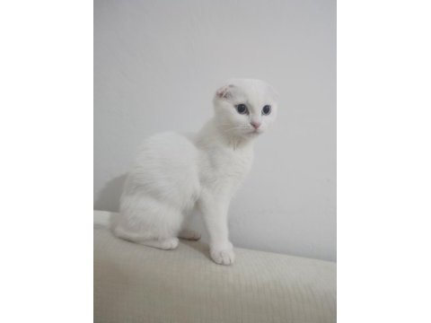 2 adet kedimiz 3 aylık aşıları tam tuvaleti alışkın