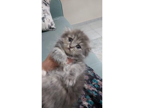 British shorthair