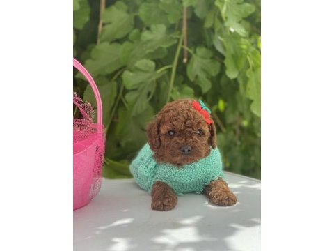 Poodle yavrular yeni yuvasını bekliyor