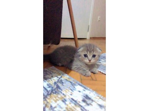 Kesik kulak scottish fold uyguna