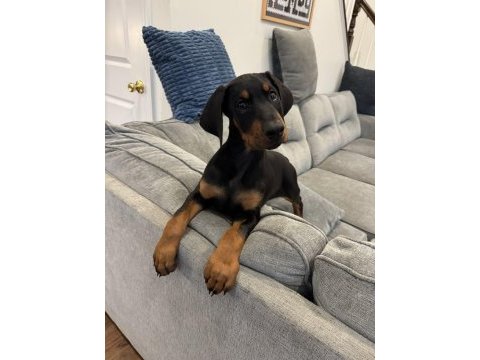 Herkesin hayali ama kaliteli insanların alabildiği doberman
