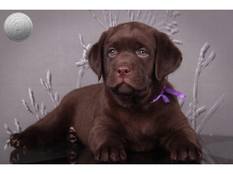 Şecereli labrador retriever