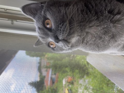 British shorthair ilanı