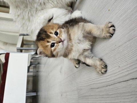 British longhair yavrular