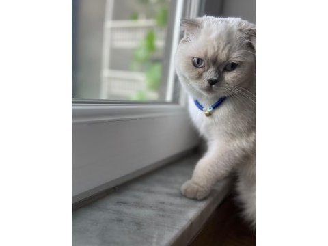 Dişi scottish fold kedimi sahiplendiriyorum