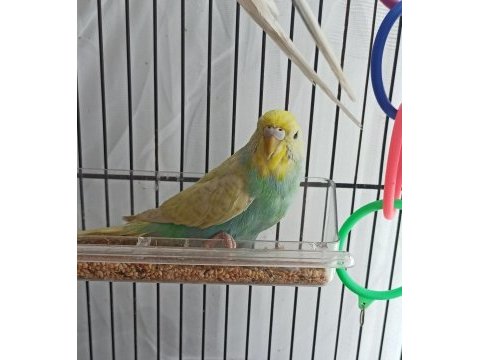 Yavru muhabbet kuşları