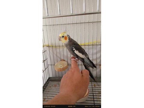 Ele alışkın erkek sultan papağanı