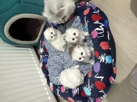 Anne babam çok kaliteli kediler