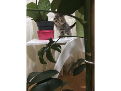 Bal suratlı scottish fold yavrumuza yeni yuva arıyoruz
