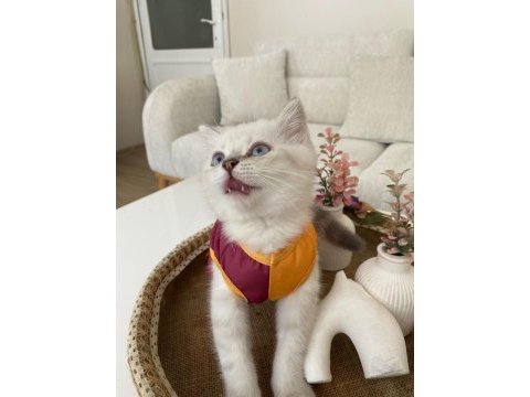 3 aylık dünyalar tatlısı ve oyuncu british shorthair
