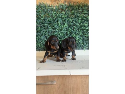 Klasik rengi ile mini dachshund