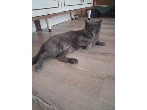 Dişi british shorthair