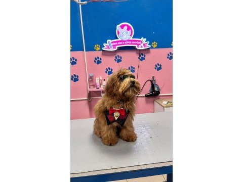 Maltipoo yavrular