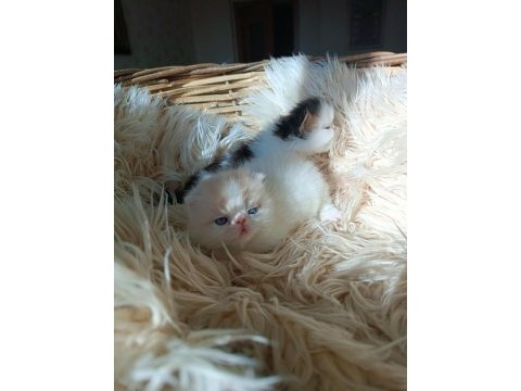 Shorthair iran persian