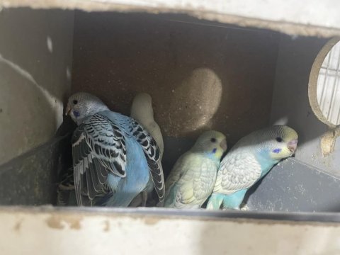 Yeni yeme düşen kuşlar her renk mevcut