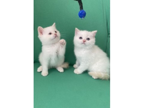 Safkan british shorthair bebeklerim