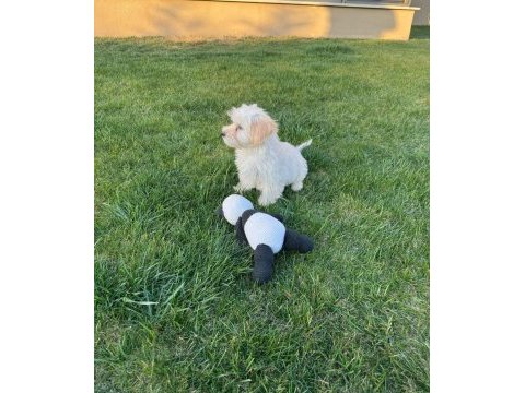 Yavru dişi maltese terrier