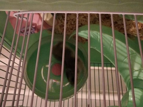 Hızlı gonzales hamster