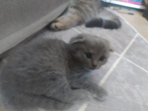 2 aylık scottish fold - blue point melezi