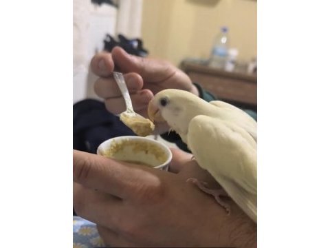 Takım sevda papağanlar