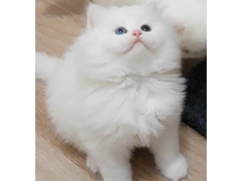 50 günlük british longhair erkek ve dişi yavrular