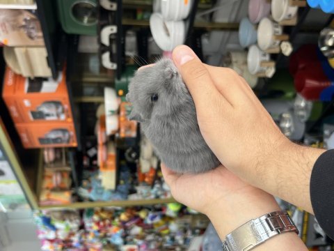 Hollanda cüce yavrular hazır