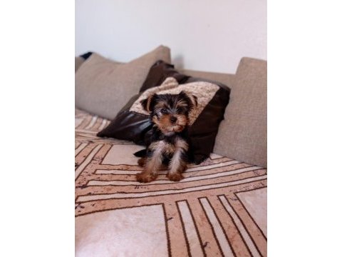 Erkek yorkshire terrier