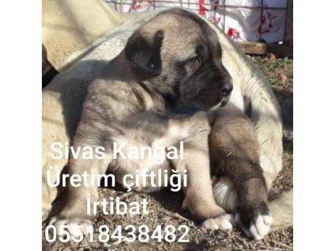 Merkez kangal üretim çıftlıgınden satılık kangallar