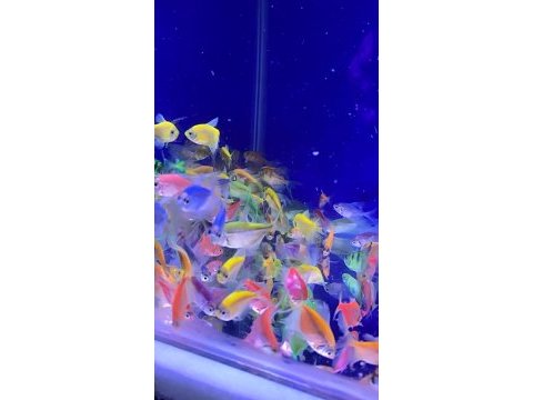 Tetra genetik