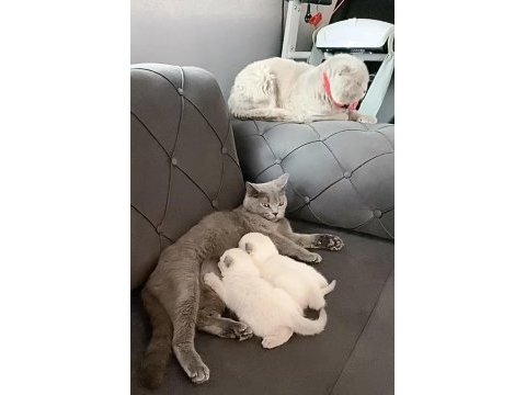 Safkan scottish fold mavi göz yavrular