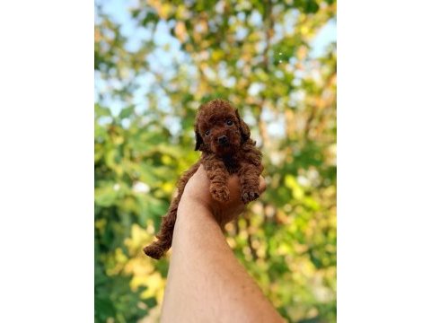 Dişi erkek sağlık garantili bebek surat toy poodle