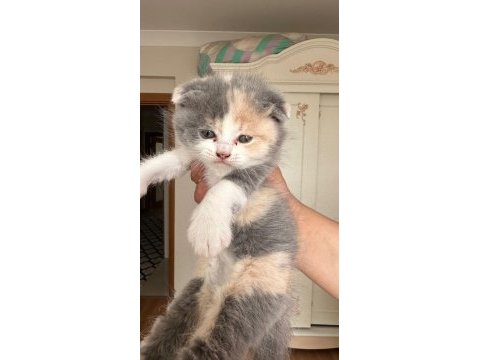 British shorthair bebeklerimize yeni yuva arıyoruz