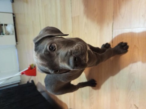 Dev cane corso blue yavrumuz dişi