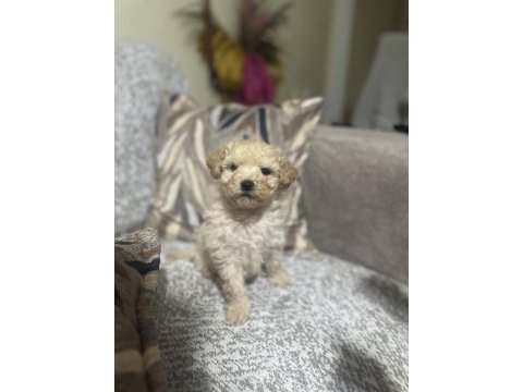 Maltipoo erkek micro kore