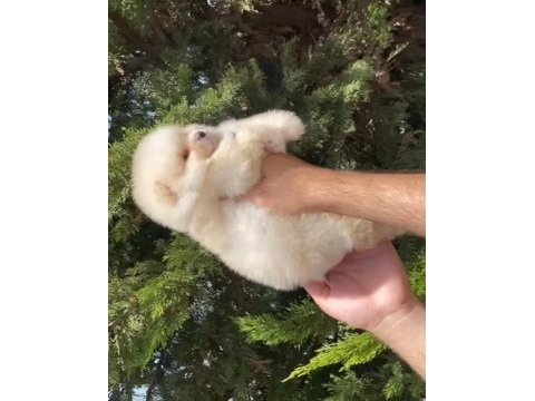 2.5 aylık pomeranian erkek