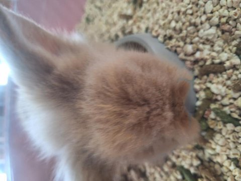 Teddy lop tavşan 2 aylık