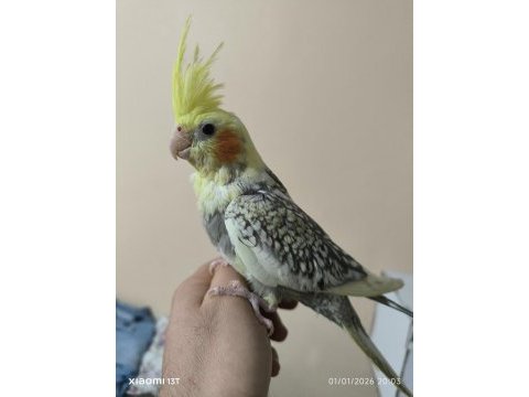 Alışkın pied yavrular ve lutino yavru sultan papağanı