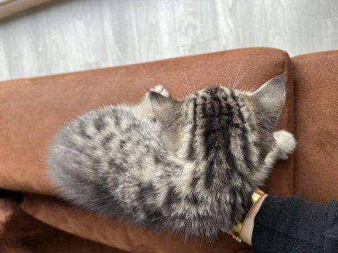 2 aylık yavru kedi british shorthair
