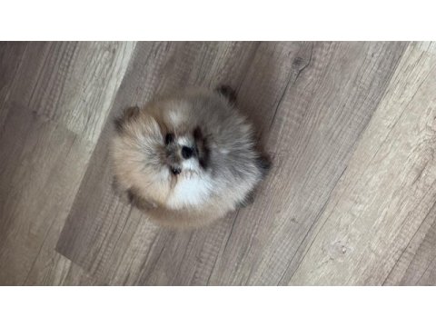 2 aylık pomeranian boo yavru erkek