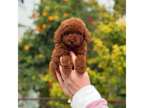 Saf kan toy poodle yavrularımız