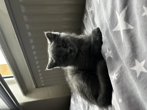 Dişi yavru british shorthair kayseri