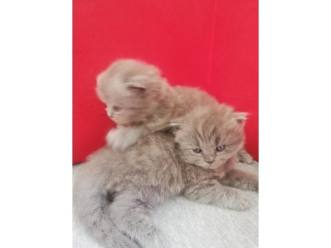 British longhair yavrularım hazırlar