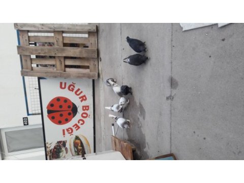 Taklacı oyun kuşları