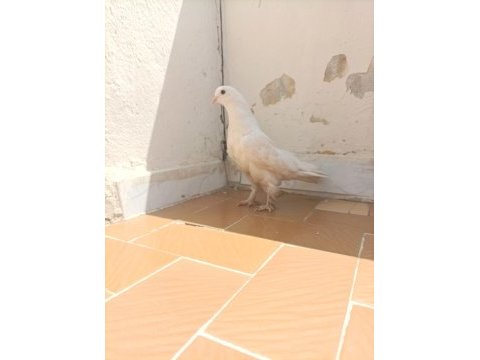 Taklacı değerli süt beyaz sağlıklı güvercin